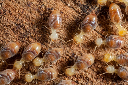 When to Be Concerned About a Termite Infestation