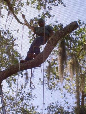 UCoconut Cowboy Tree Service LLC