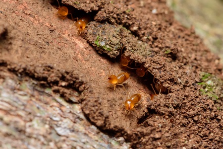 Soil Treatment for Termites