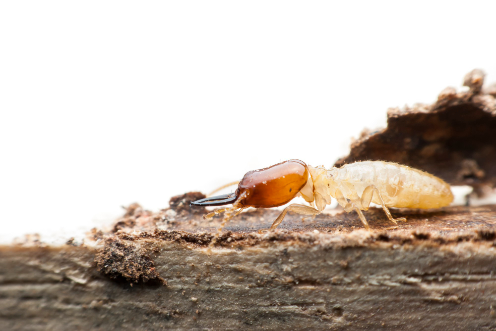 Close-up of termites infesting a wooden beam