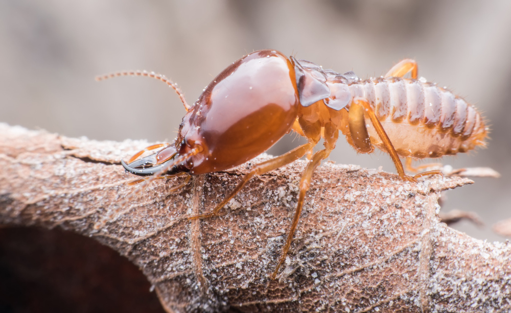 Debunking 5 Myths about Termites