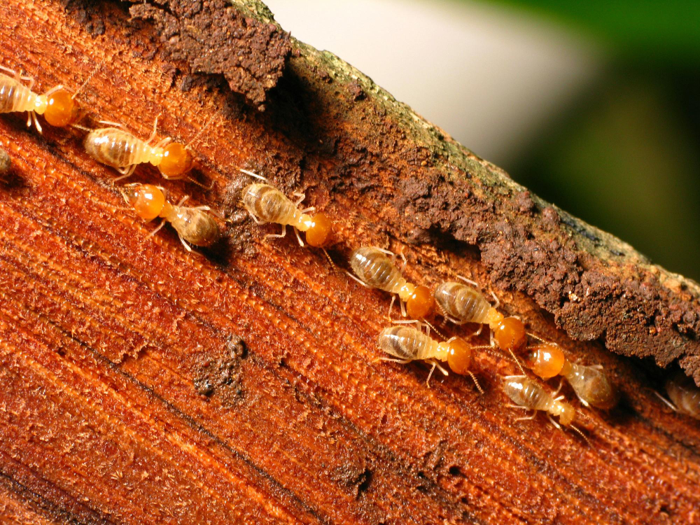 Drywood Termite Treatment Bay Area