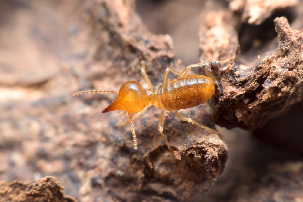 Termite Life Cycle and Habits